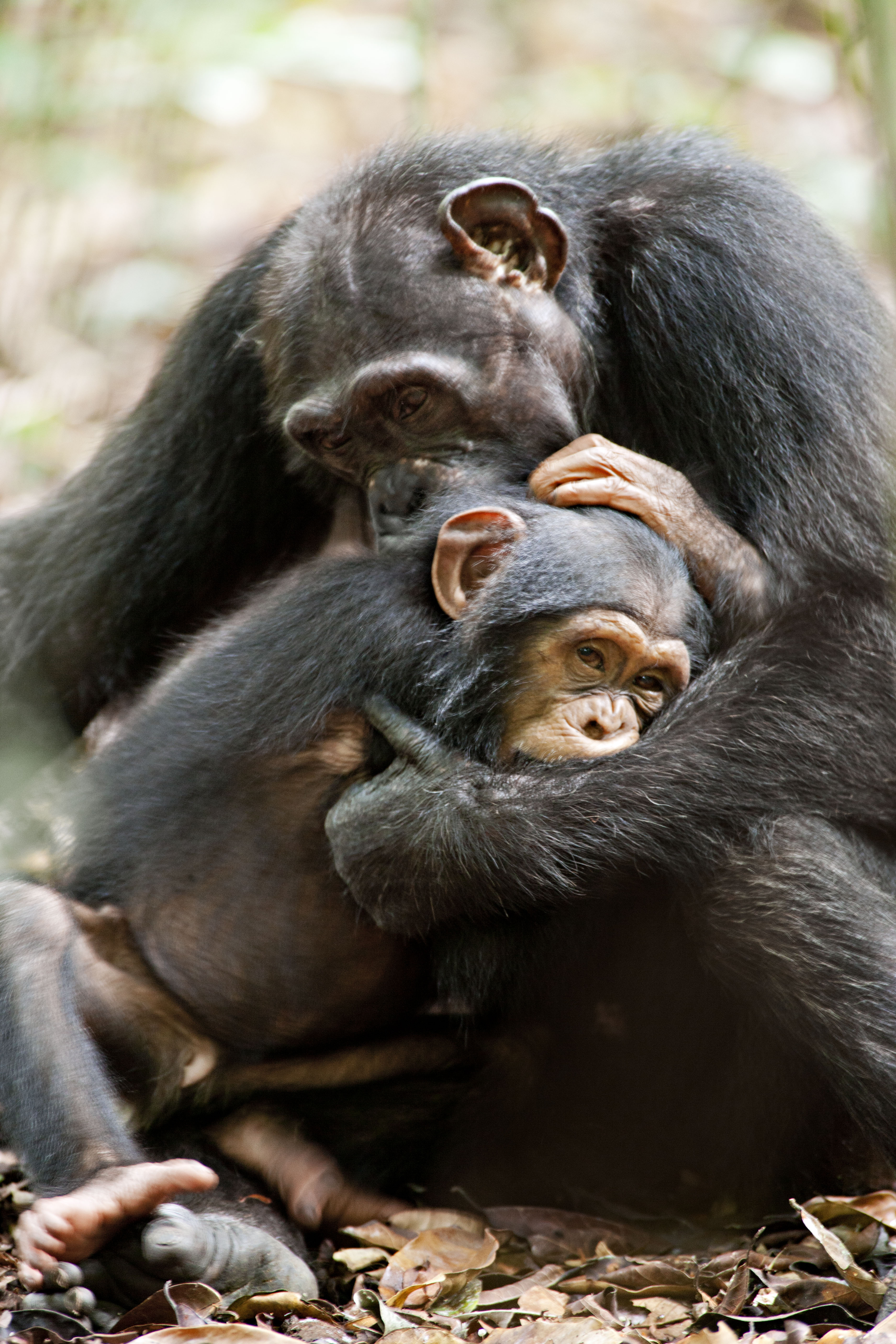 I Love Chimpanzees