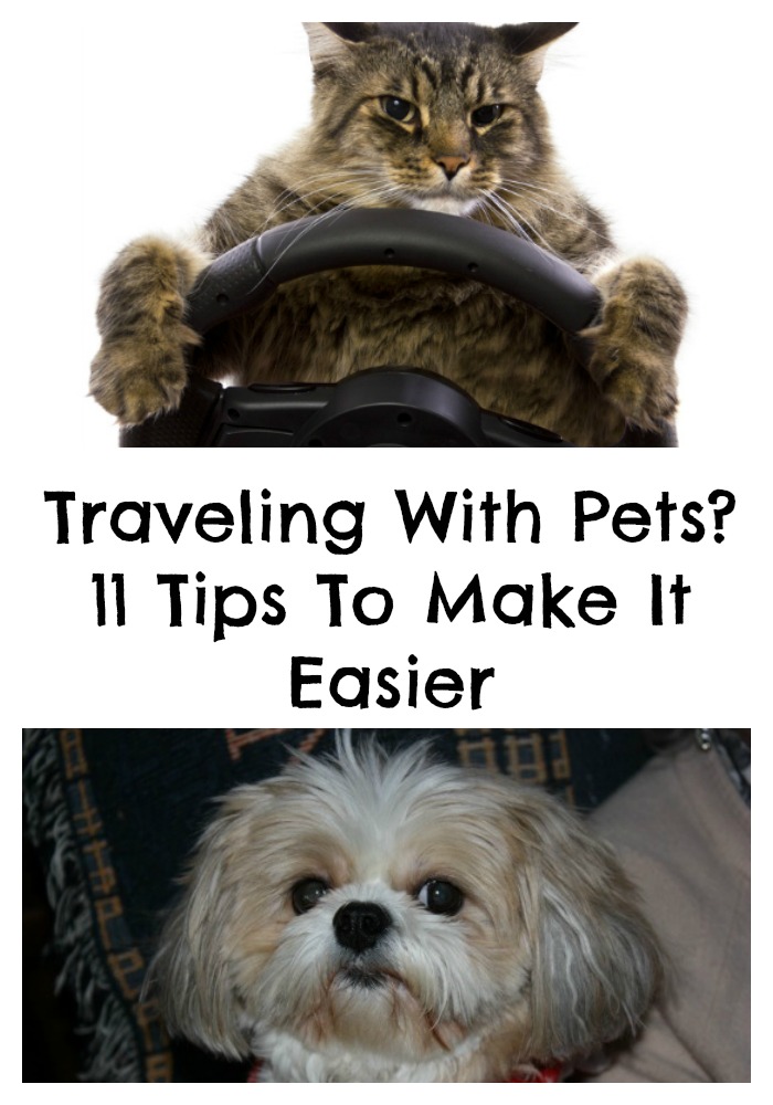 Traveling with pets