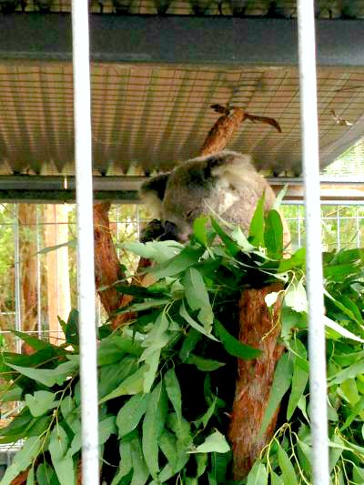 Australia Koala Gabi Salinas