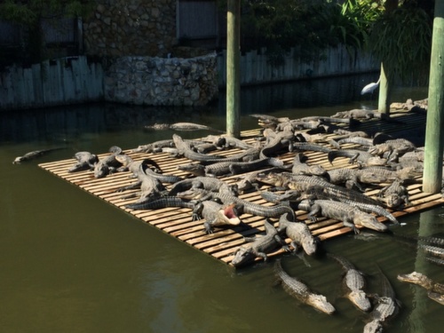 Gatorland