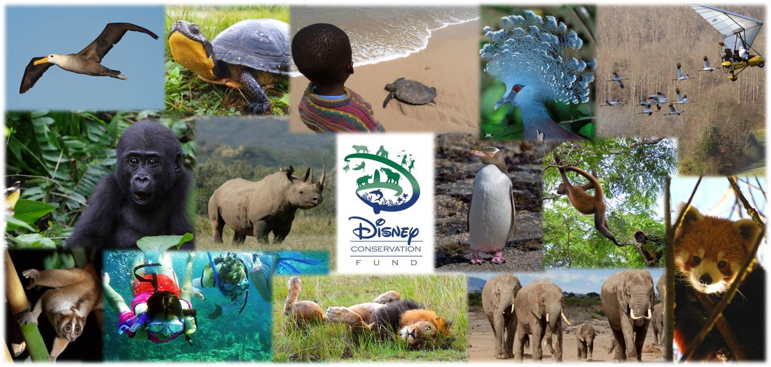 Wildlife conservation. Wildlife Disney. Wildlife Conservation фото. Disney Conservation Fund сколько лет существует.