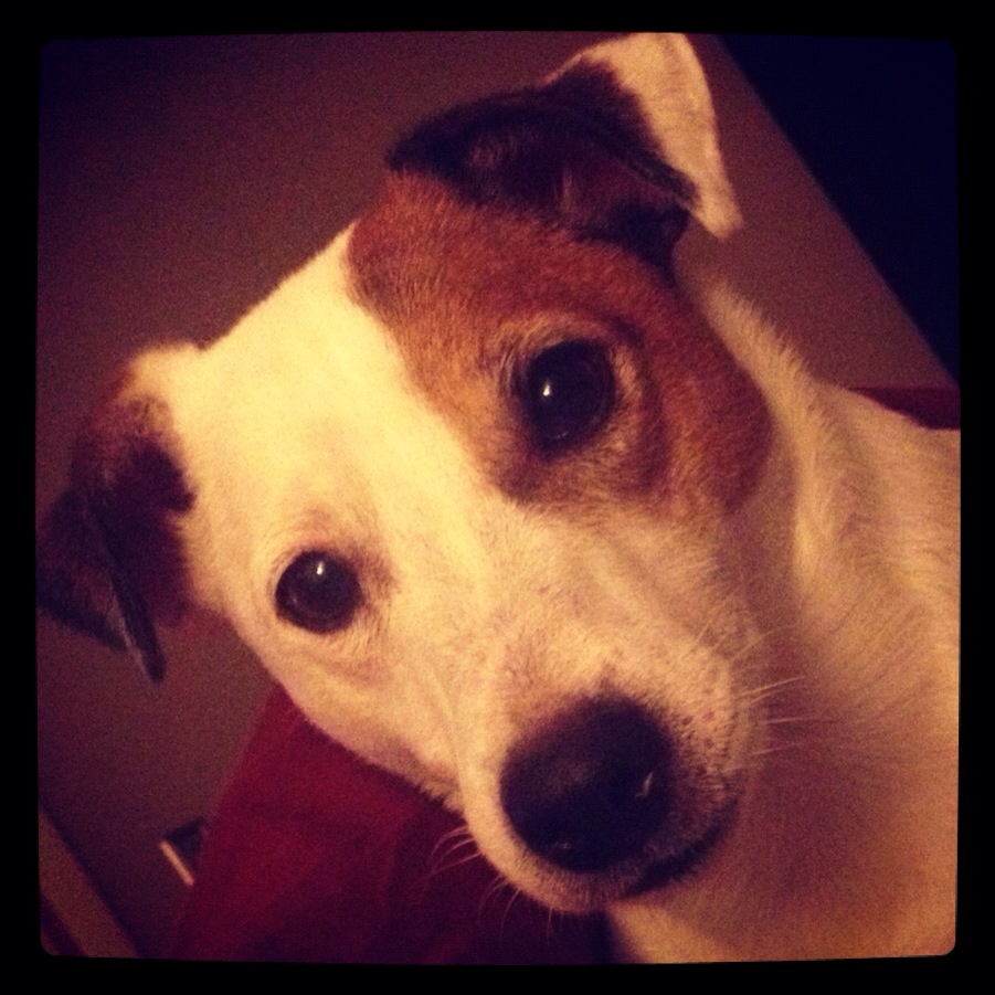 Gabi's Art - Griffin