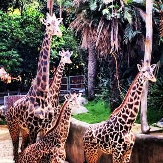 Giraffes LA Zoo