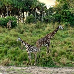 Animal Kingdom safari