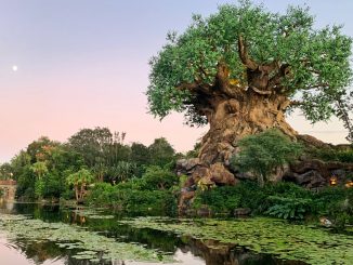 Tree of Life Disney's Animal Kingdom