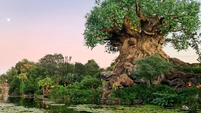 Tree of Life Disney's Animal Kingdom