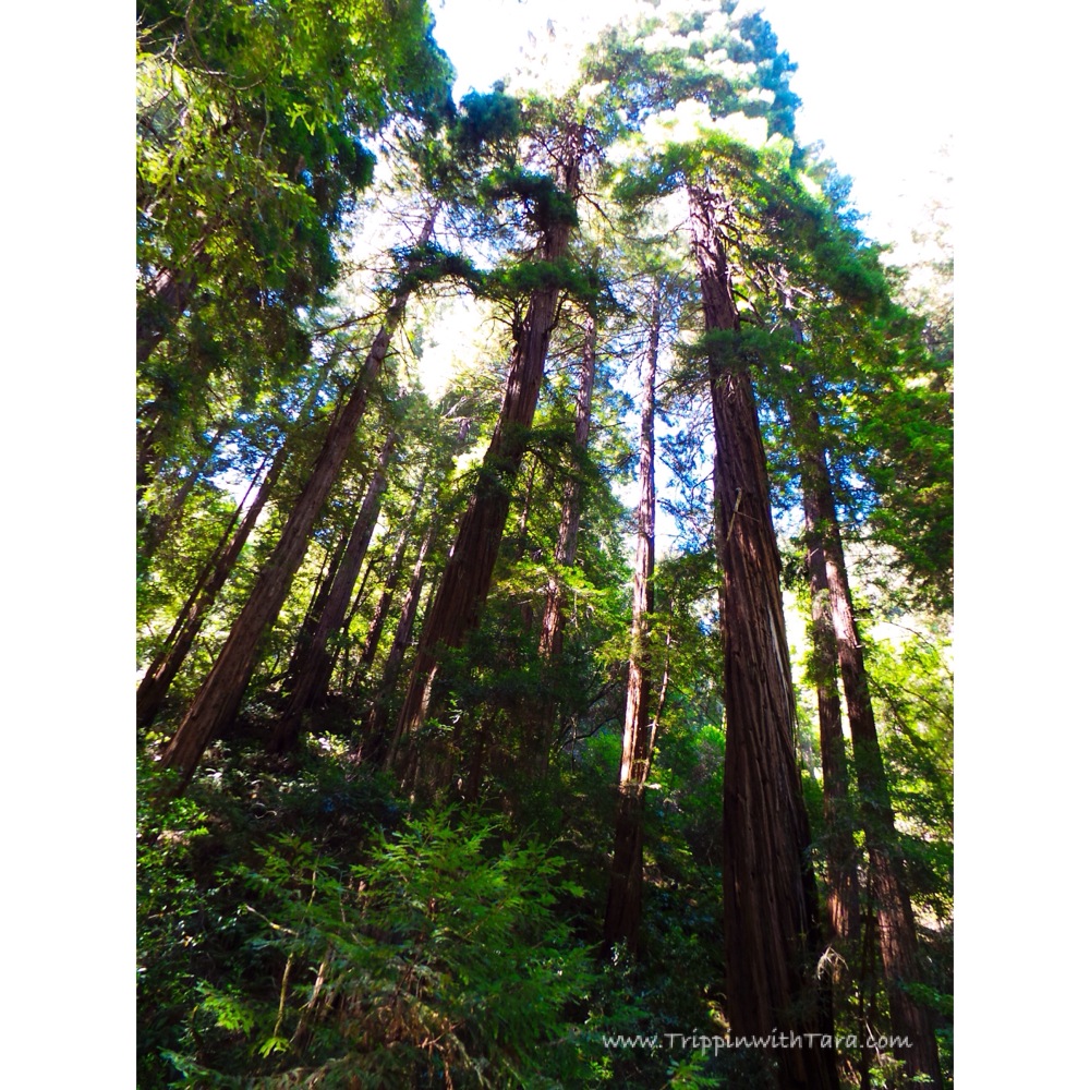 Muir Woods